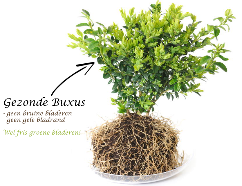 Bruine bladeren buxus - Magnesiummeststof Ecostyle
