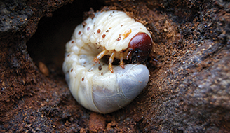 Ecostyle Nematoden: Engerlingen biologisch bestrijden