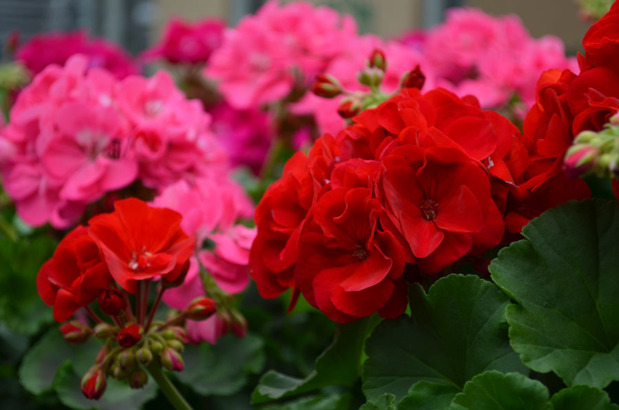 Geranium meststof kopen