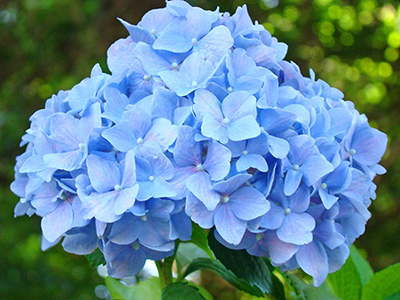 Hortensia's blauw maken