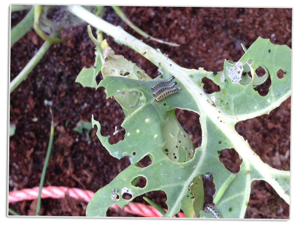 Insecten bestrijden in tuin - moestuin