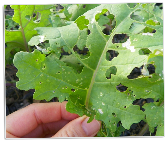 Insecten bestrijden moestuin - Rupsen en andere