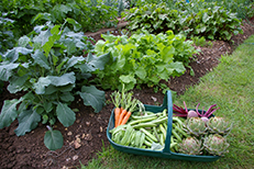 Biologisch insecten in de moestuin bestrijden