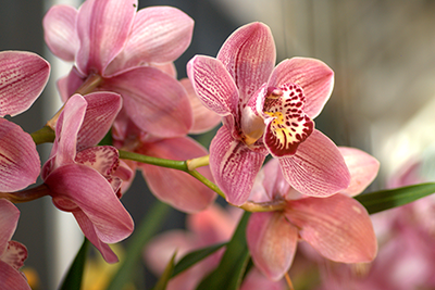 Potgrond Orchidee