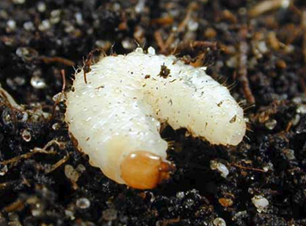 Taxuskever larve biologisch bestrijden met aaltjes