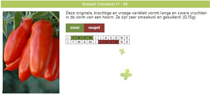 Tomatenzaden Cornabel langwerpige tomaten zaaien