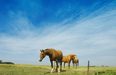 Weidegras voor paarden