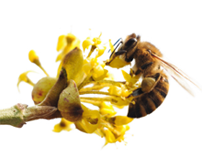 Bijen en vlinderbloemen