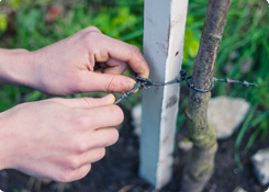 Bindmateriaal planten
