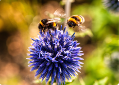 Biologisch bestrijden