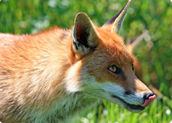Dieren weghouden