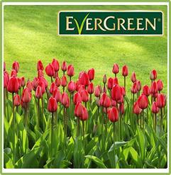 Evergreen Patch Magic