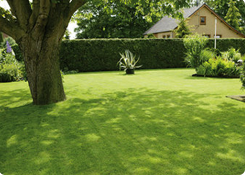 Graszaad schaduwgras