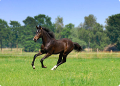 Graszaad weidegras