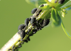 Insectenbestrijding