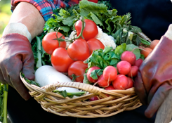 Moestuin & fruitbomen mest