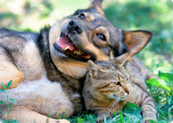 Parasieten bij honden en katten