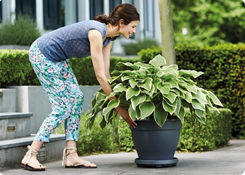 Plantentrolley