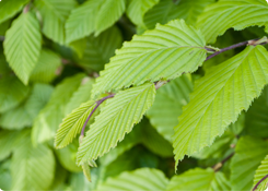 Plantversterkende middelen