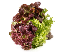 Pratic Salad