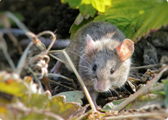 Ratten en muizen bestrijden