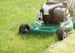 Graszaad traaggroeiend