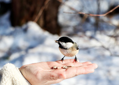 Wintervoeding vogels, egels ea