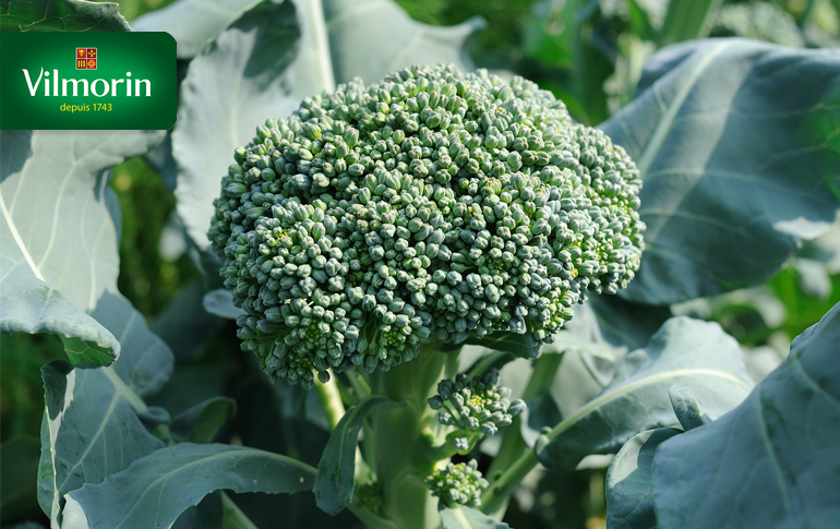 wijk In werkelijkheid evenaar Broccoli zaden kopen - Online groentezaden kopen