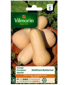 Vilmorin zaden Pompoen Waltham Butternut 2g