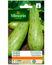 Vilmorin zaden Courgette Groene kleine van Algerije