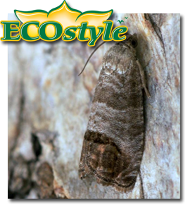 Ecostyle feromoonval tegen fruitmot