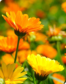 Bio Goudsbloem zaden 3g