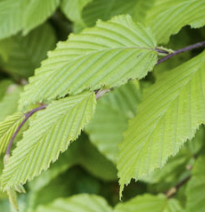 Haagbeuk "CARPINUS BETULUS" 
