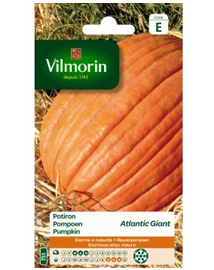 Vilmorin Pompoenzaden Atlantic Giant 3g