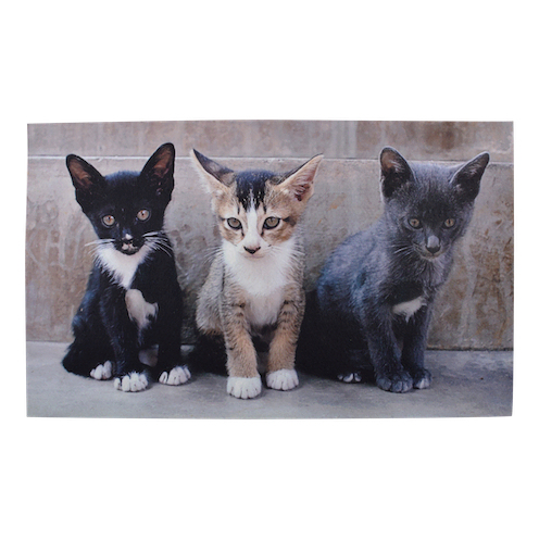 Deurmat kittens