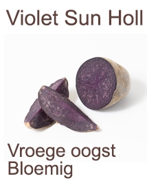 Pootaardappelen Violet Sun Holl® 25 planten