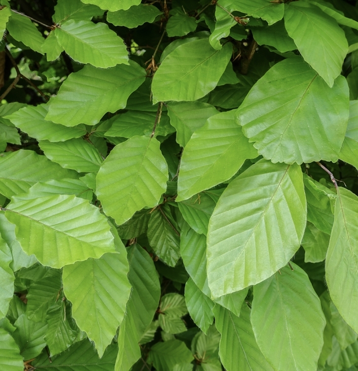Groene beukenhaag "Fagus Sylvatica" 