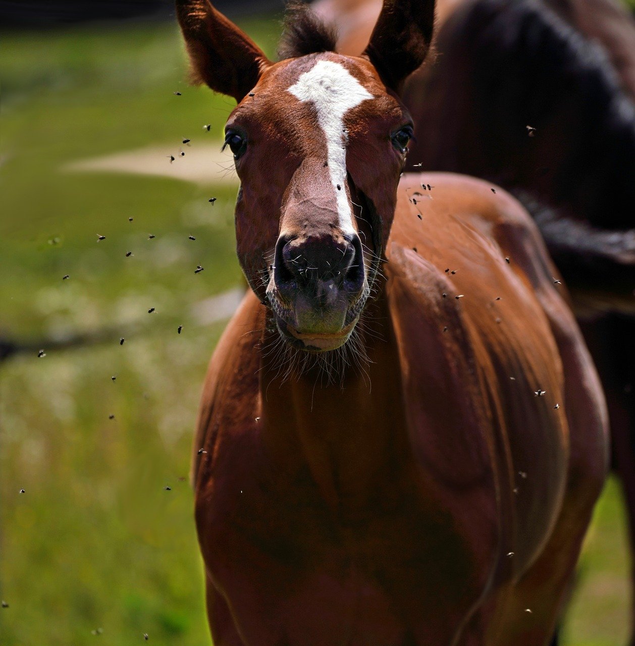 Bescherm uw paard tegen vliegenoverlast met natuurlijke en effectieve producten van Online-tuincentrum.be.