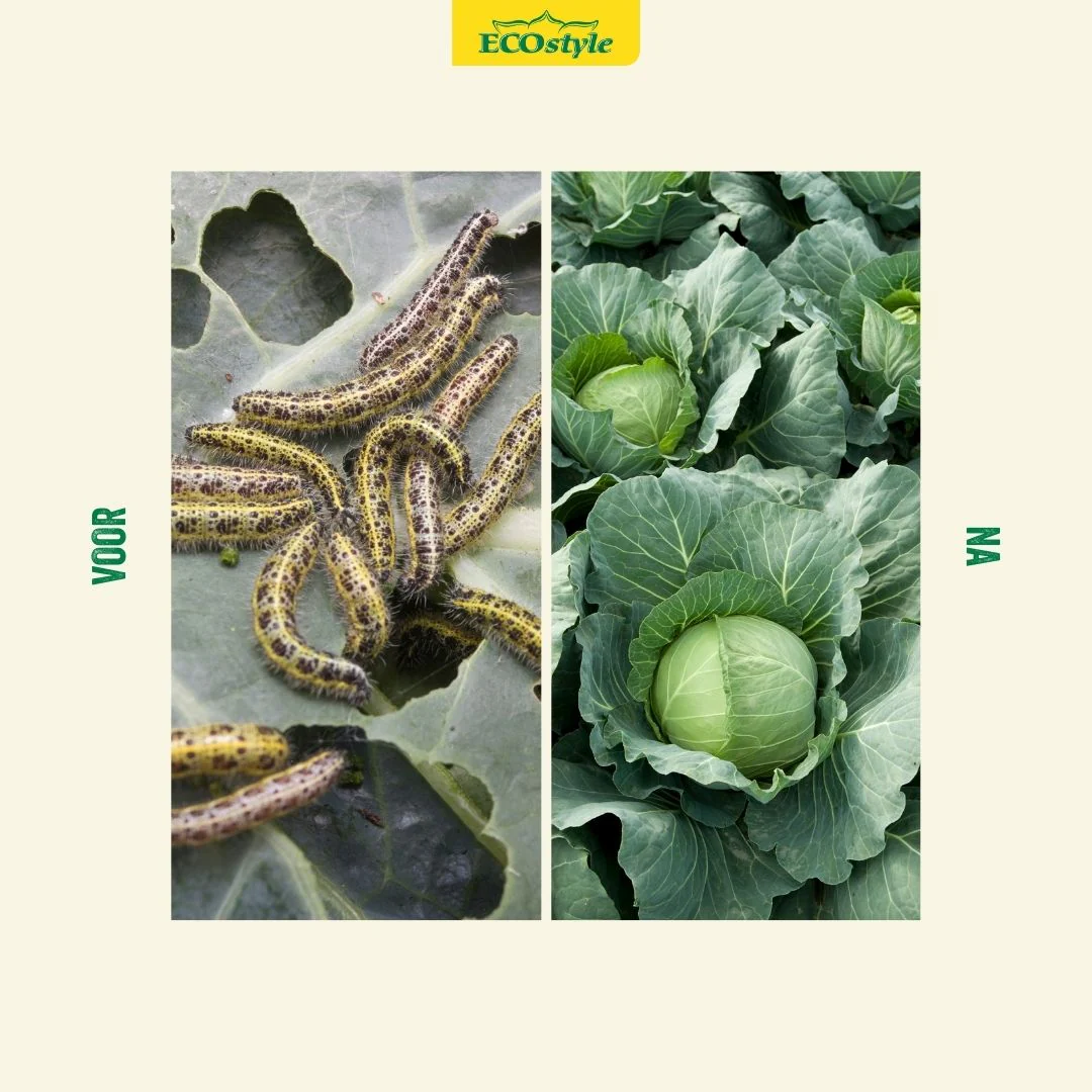 Weg met larven van bladwespen! ECOstyle Aaltjes voor een gezonde tuin 🐛