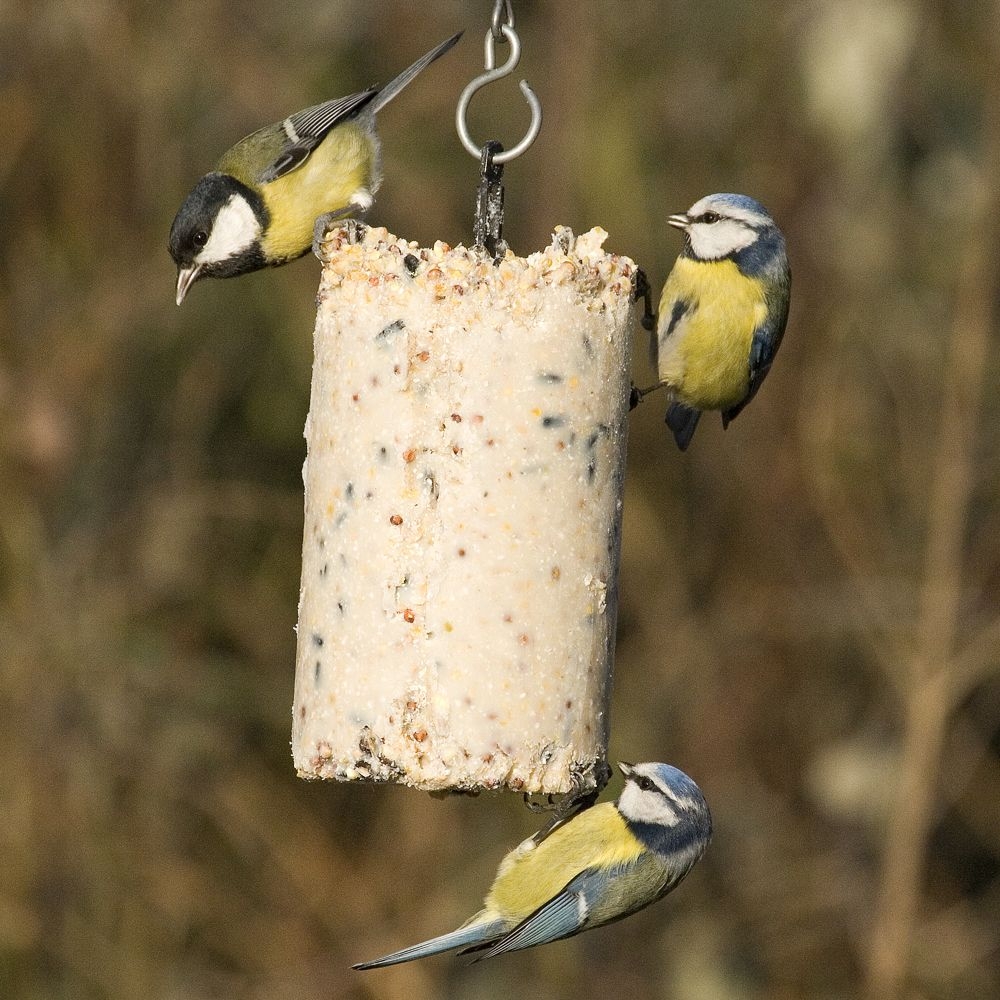 Pindacake vogels met gedroogde insecten CJ Wildlife 500 ml