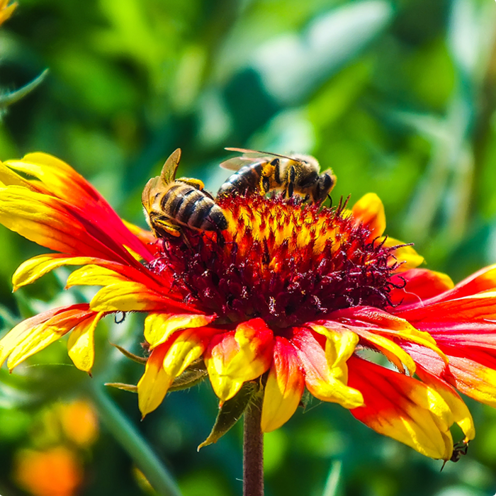 Bloemenmengsel voor Bijen en Vlinders 50m²