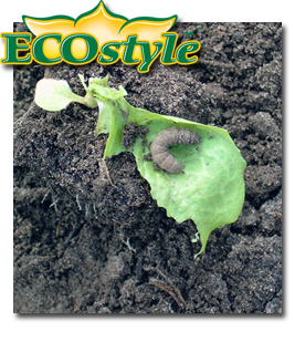 Ecostyle Aaltjes tegen larven in moestuin 20mÂ²