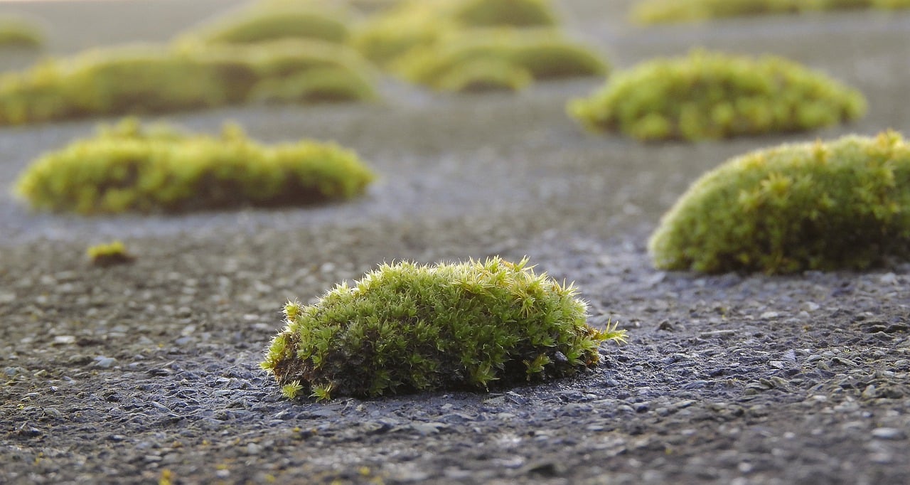  Last van mos op uw terras of dak? Ontdek effectieve oplossingen bij Online-tuincentrum.be
