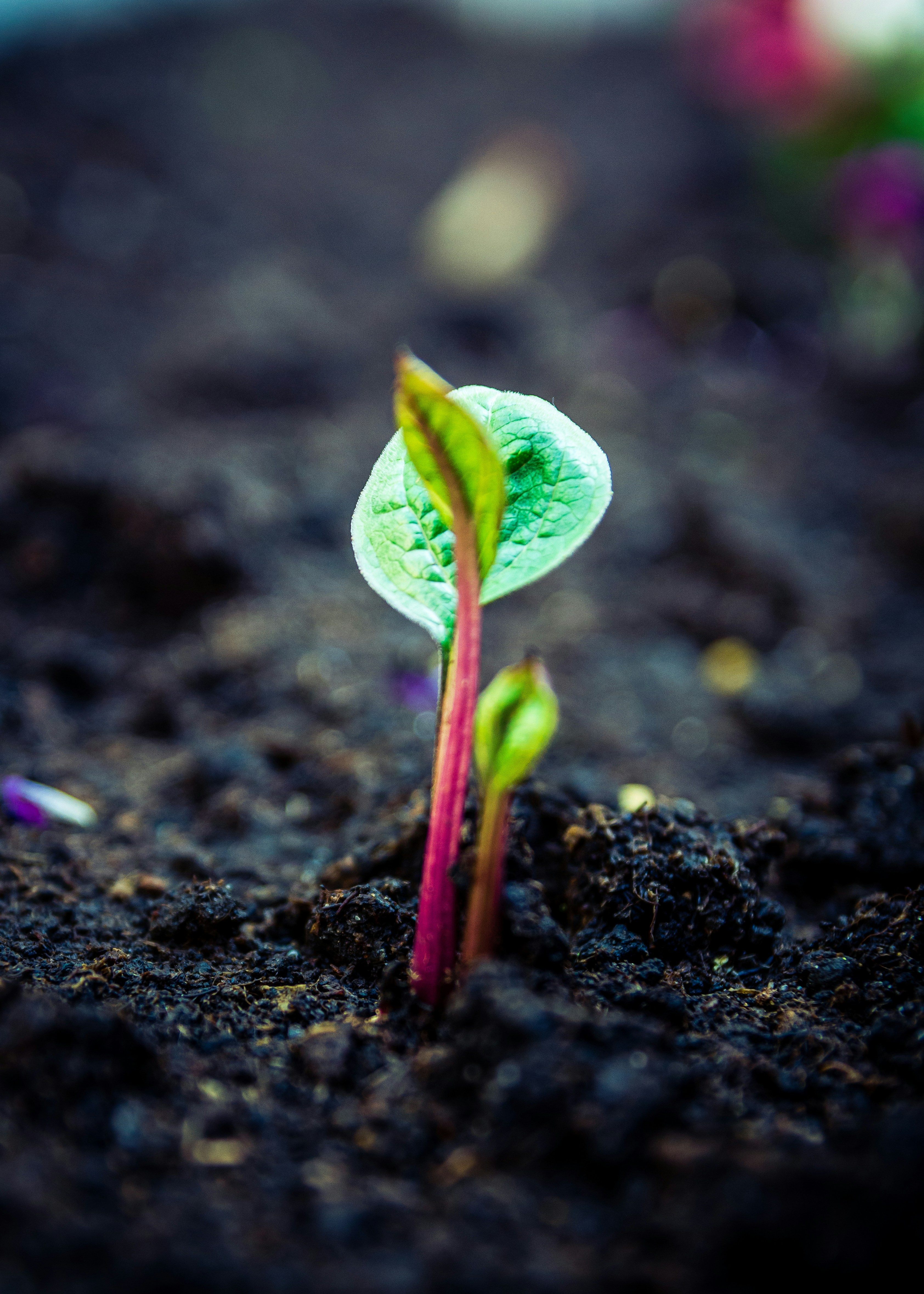 Welke potgrond heb je nodig voor kamerplanten, moestuin of terrasplanten?