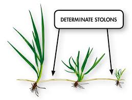 Graszaad Barenbrug Speelgazon RPR zelfherstellend 50m²