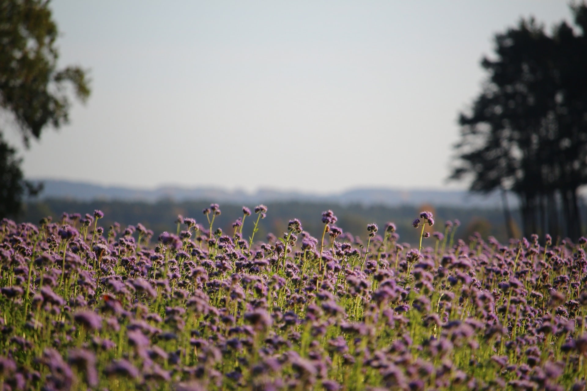 Groenbemester Phacelia 400m²