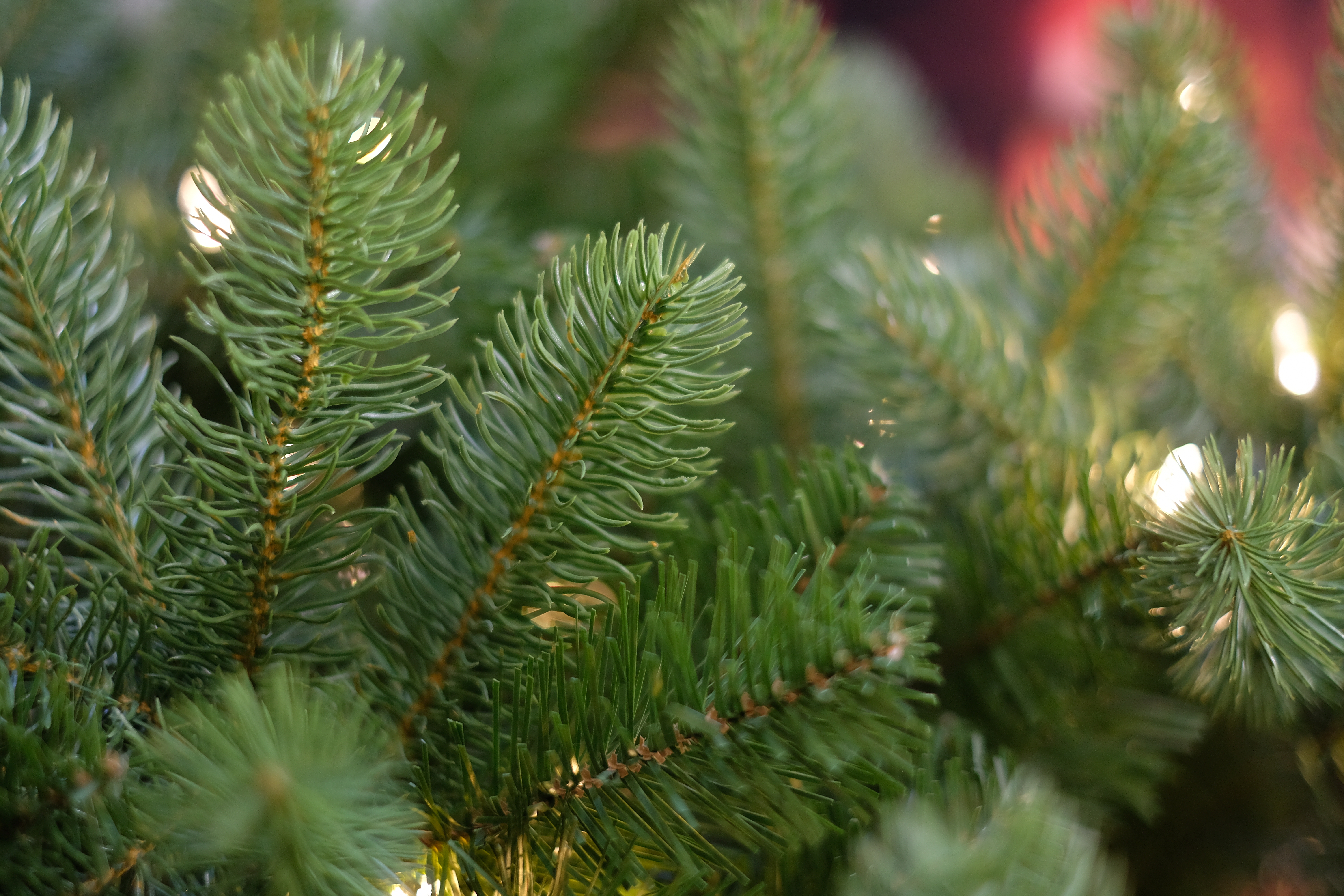 Namaak kerstboom Northern Bayberry Medium 183 cm