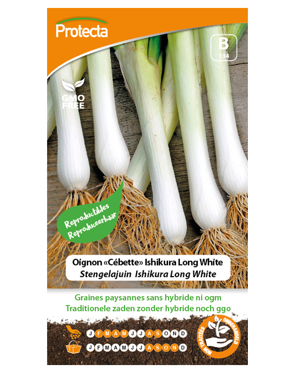 Zaadvaste Stengelajuin Zaden Ishikura Long White