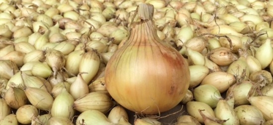 Plantajuin Setton 500 g