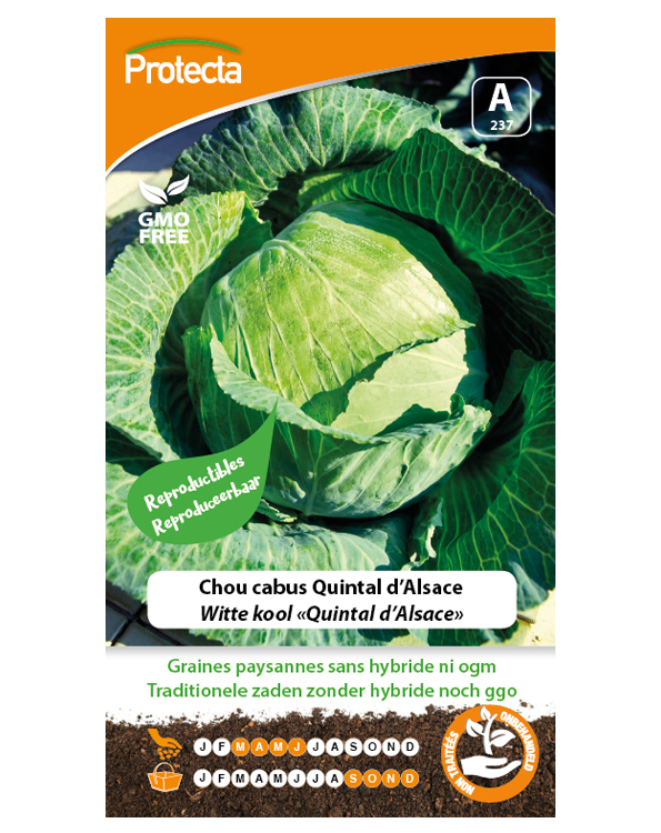 Zaadvaste Witte kool Zaden "Quintal d'Alsace"